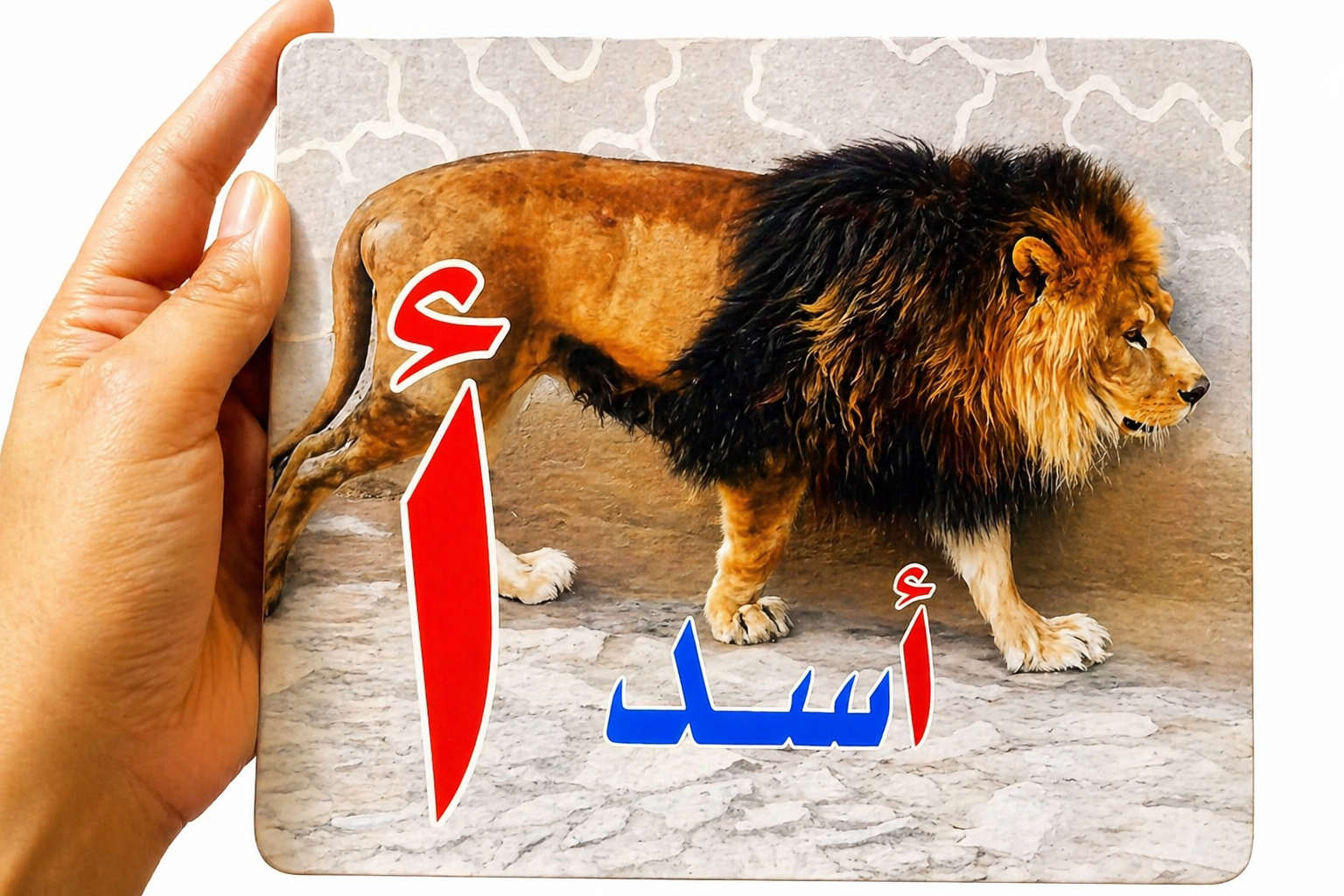  بطاقات الذكاء : بطاقات تعليمية حسية لتعليم الحروف الإنجليزية 19×17 سم , بطاقات متينة بصور واقعية لتنمية القراءة المبكرة - الصورة 7